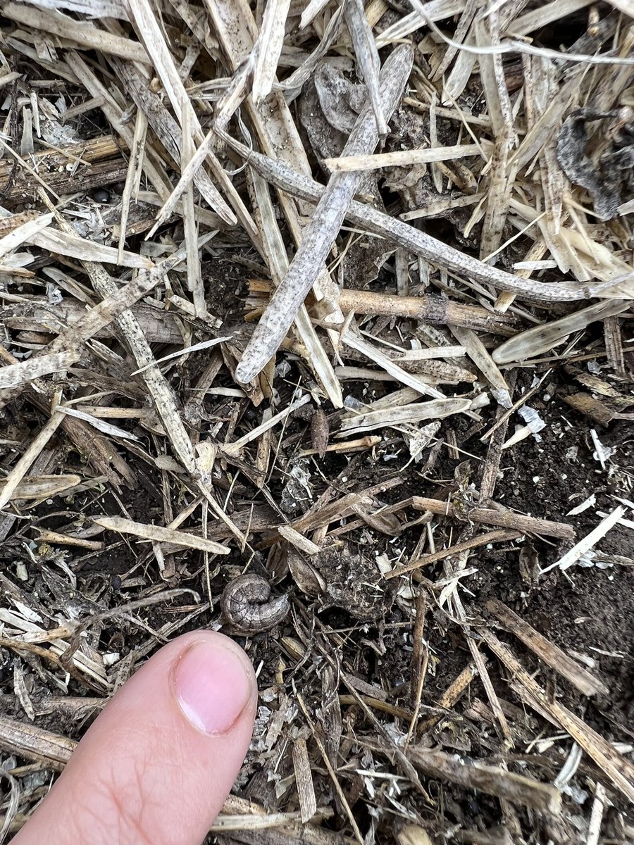 4sunsAg's tweet photo. Already?? Rumour has it itβs going to be a π year π€·ββοΈ? #spray22 #plant22 #WestCdnAg #agbugchat https://t.co/2vcuctviDL