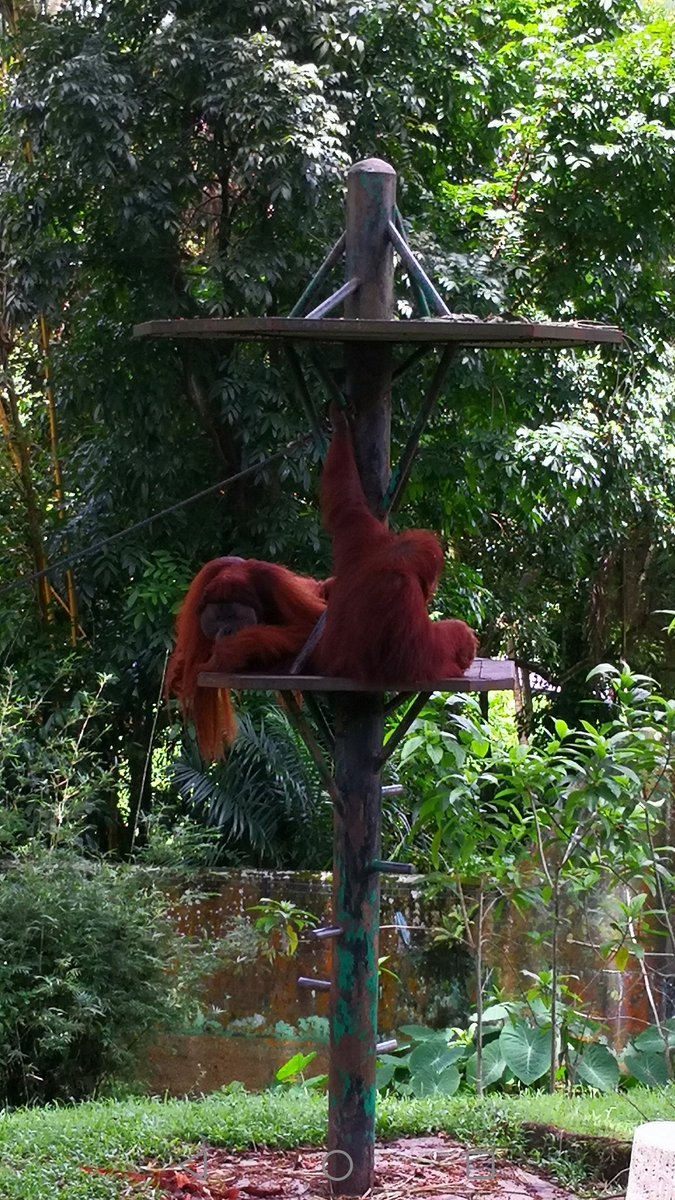 Alexche79168699's tweet photo. Lovely Ape https://t.co/KI2AuVXxDJ