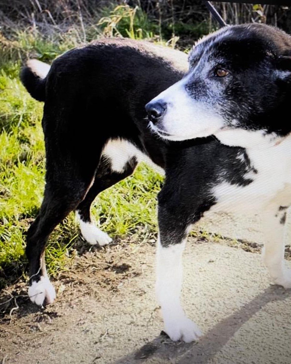 Our happy girl Daisy is now ready to start looking for her forever home. This gorgeous 9 year old is super friendly with people and gets on well with most dogs. She walks really well on her lead😊 #dogs #AdoptDontShop
