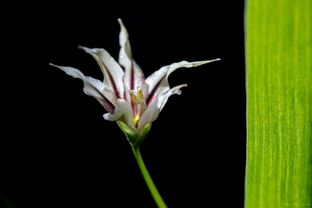 Mugzemet's tweet photo. Melasphaerula graminea (L.f.) Ker Gawl. 
Fairy Bells - פעמוני הפיה
Growing South African bulbs @ My Balcony in Tel-Aviv
מגדלת פקעות מדרום אפריקה במרפסת שלי בתל אביב
💜
.
.
.
#Iridaceae #Melasphaerula_graminea #Fairy_Bells https://t.co/JbydDb2WqT https://t.co/pKCYNmctq7