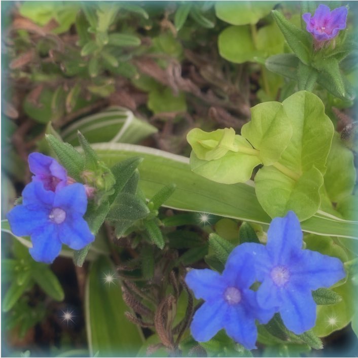 Yuyu 日陰で手入れもしてないのに 毎年咲いてくれる青い花 ミヤマホタルカズラ っていうんだって𓂃𖤥𖥧𖥣 花言葉は 深い思い 一途な しあわせの青活 T Co Dqonqy7wws Twitter