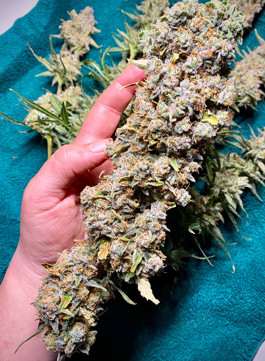 FixGrow's tweet photo. That’s a wrap for Banana Kush 🍌test plant, after 10 weeks in flower. A fun plant to grow, a little finicky but worth it. Nice rich colour. Def want to try this OD, got more of these beans in paper as we speak.. 😆🌱💚👌
🧬: @QuebecCannabis https://t.co/4OV9eswdZe