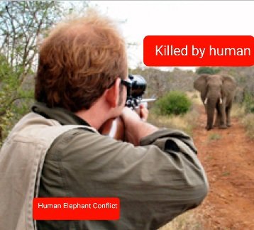 faflozim's tweet photo. Elephants are social beings.They rarely attack unprovocked. If they feel threatened,they attack.They will trample.They are intelligent and they dont forget.They wont forget that the human race is eliminating them. Will they forgive us? #Coexistence is the solution. @ElephantsIEF https://t.co/jOl3Md4IrA