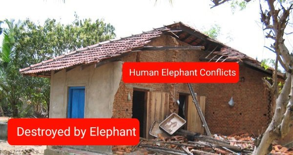 faflozim's tweet photo. Elephants are social beings.They rarely attack unprovocked. If they feel threatened,they attack.They will trample.They are intelligent and they dont forget.They wont forget that the human race is eliminating them. Will they forgive us? #Coexistence is the solution. @ElephantsIEF https://t.co/jOl3Md4IrA