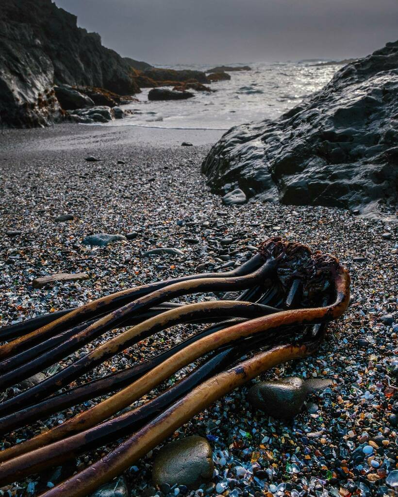 Aliens from another planet on a shore of rainbow glass and misty atmosphere 🙈😍

High quality professional prints available ☺️🙏🏼

#oceanlife #oceanglass #seaglass #sealife #seaweed #oceanlandscape #beachlandscape #pnw #pnwonderland #pnwphotographer #n… instagr.am/p/CdPo5EBOTMv/