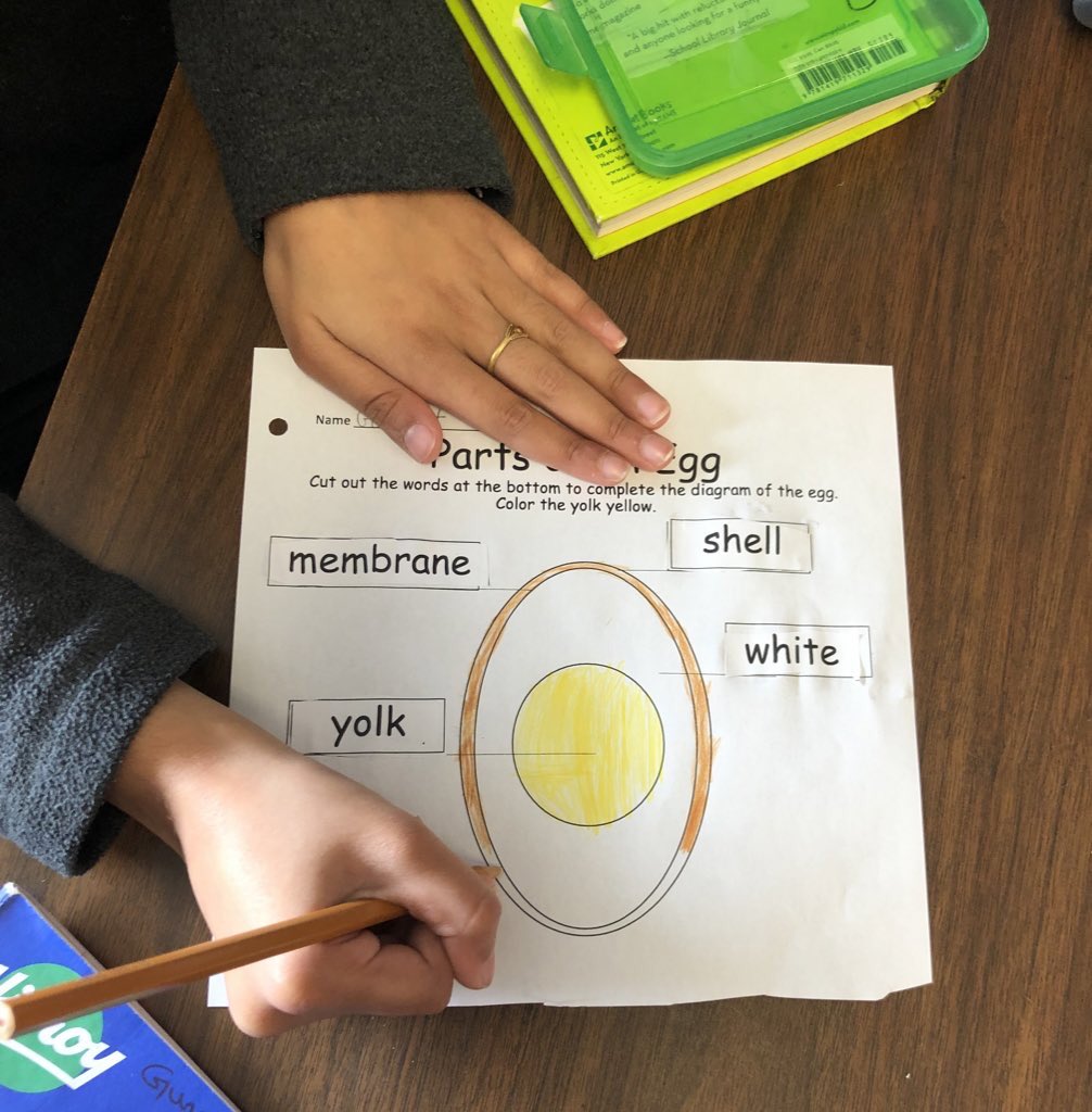 mscasas_teach's tweet photo. Something’s been in the works in Division 11 for the past 3 weeks🐣. We’ve been learning and wondering about life cycles through chickens! 🐓 https://t.co/LMBbZbvfPR