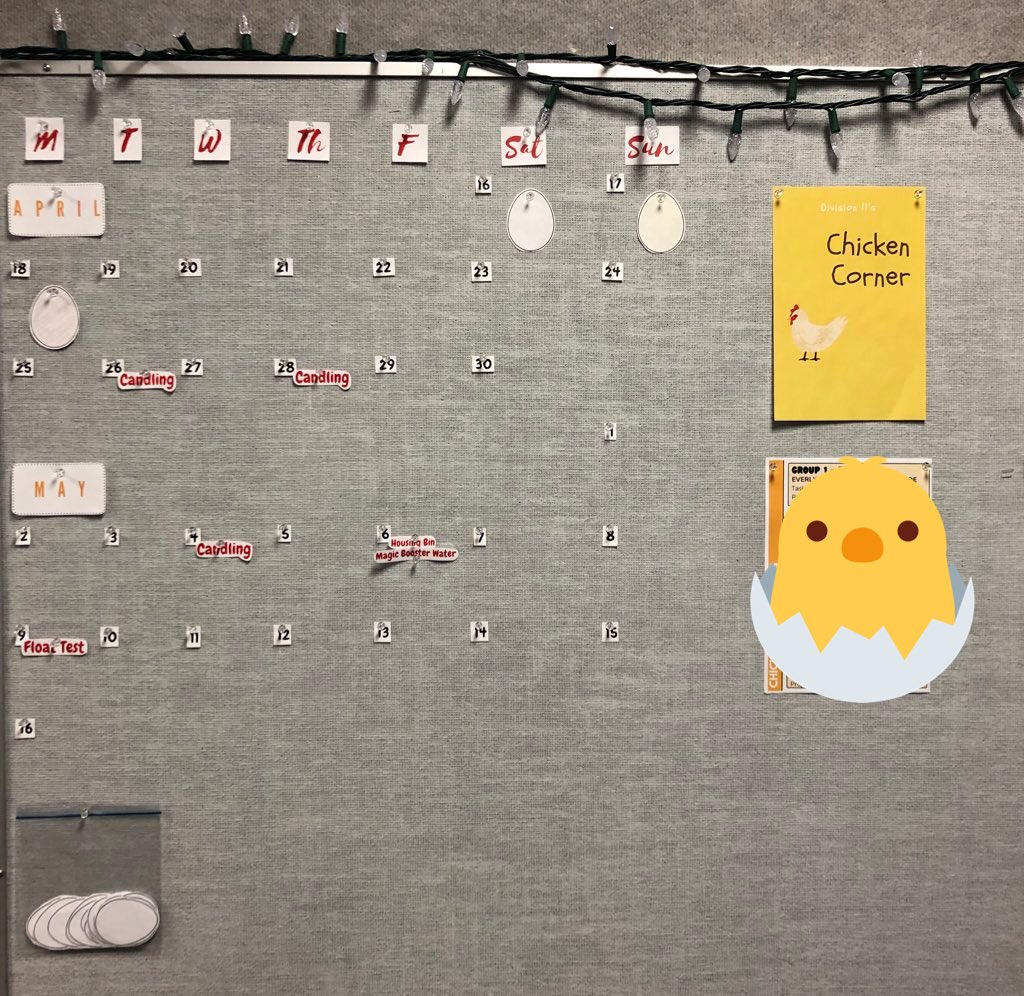 mscasas_teach's tweet photo. Something’s been in the works in Division 11 for the past 3 weeks🐣. We’ve been learning and wondering about life cycles through chickens! 🐓 https://t.co/LMBbZbvfPR