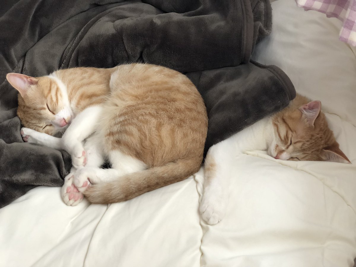 oran_lune's tweet photo. GW結局どこも行かず寝て過ごしちゃったにゃ〜ムニャムニャ🐾😂
#ねこ #ゴールデンウィーク #GW #癒し https://t.co/dSbHL9NV6M