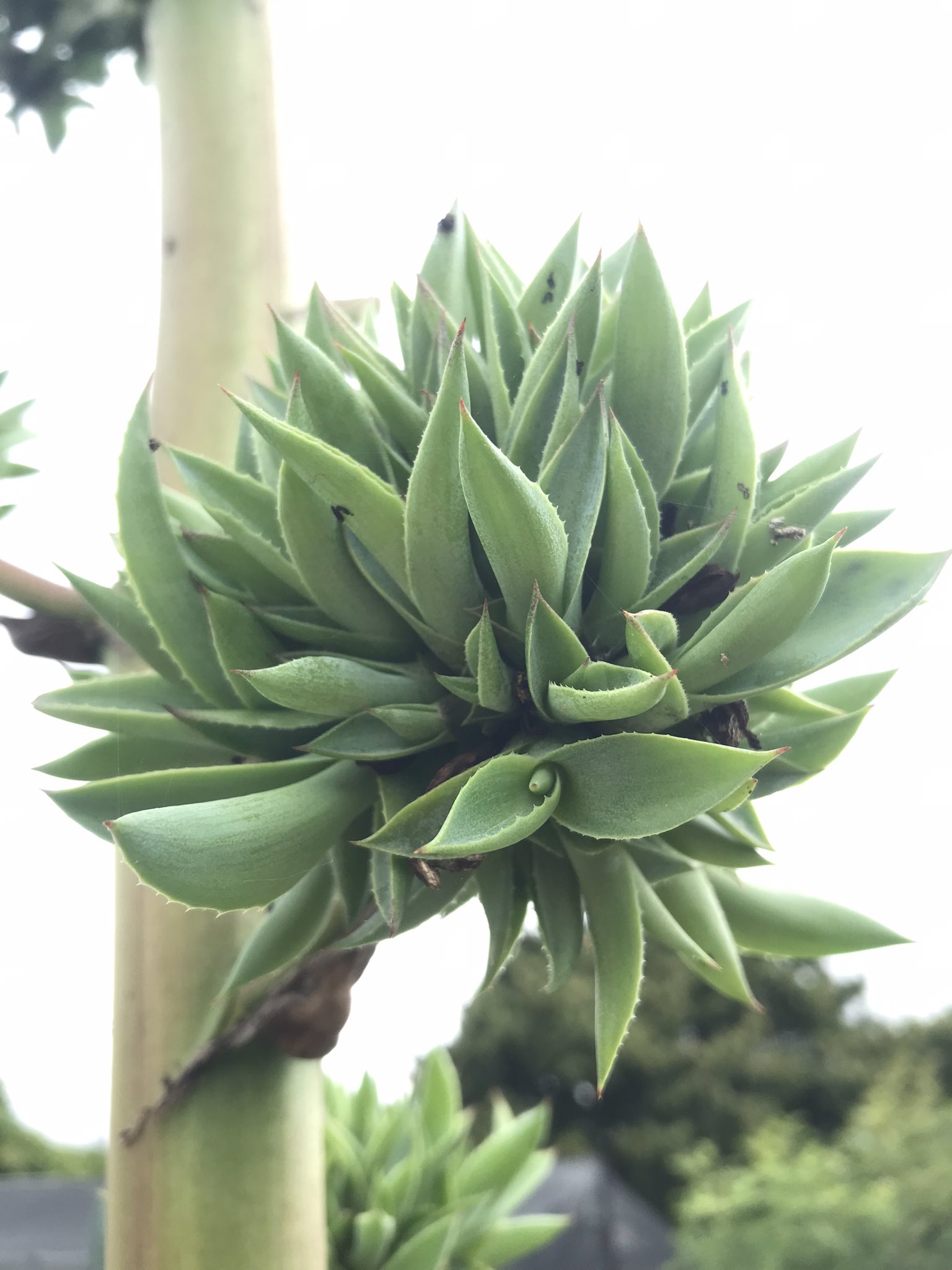 Greenhouse これ全部カキコ アガベのボッテリーは花が終わるとカキコが意味わからんくらいでてきます 最後の写真のボッテリーは家のですが 地植えすると2 3年でこんな感じになるらしいです アガベ ボッテリー 多肉植物 T Co 8b0zwuwyxu