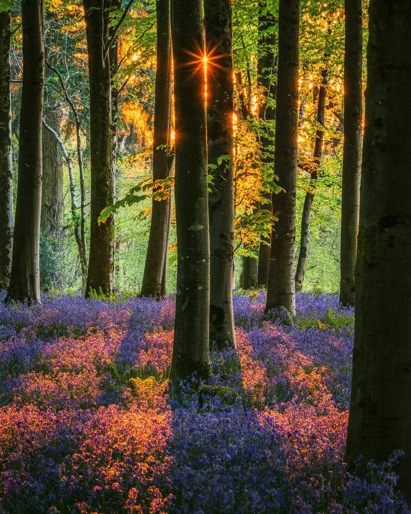 I've kept the Bluebells quiet subtle so far but here is as garish as they get..., a very low very early sun bringing the fire to the forest... And even a cheeky sun star because of you are going to go big  I might as well go all in...
.
OM SYSTEM OM-1
Ol… instagr.am/p/CdPstqfj1rc/