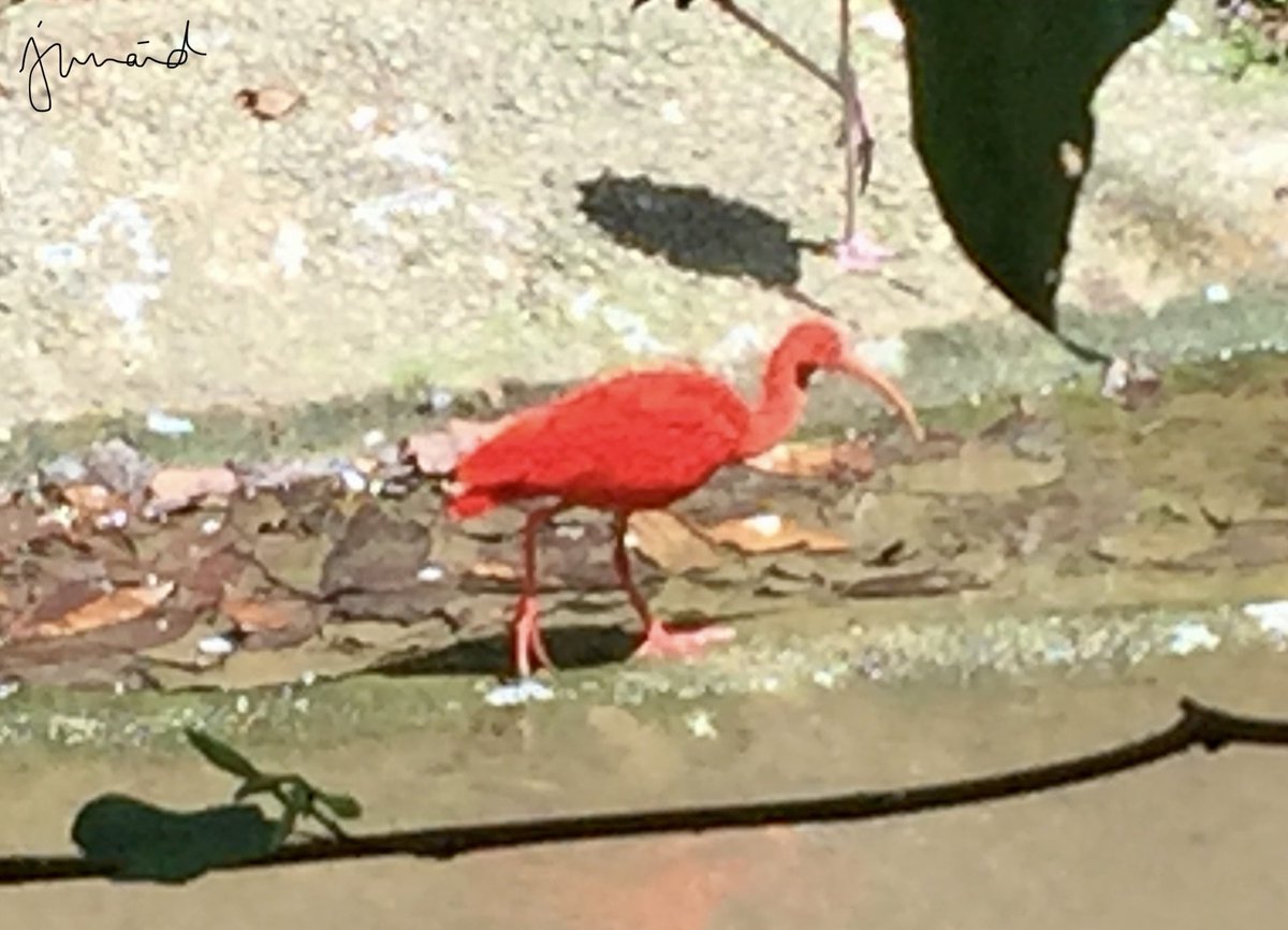 khan210174's tweet photo. SCARLET IBIS Eudocimus ruber #Jurongbirdpark #Singapore #Jan2015 #birdsofasia #birdwatching #bird #birds #BirdTwitter #BirdsPhotography #birding #captivebirds #DiscoveryPlus #Discovery #natgeo #nature https://t.co/im06RKTFVw
