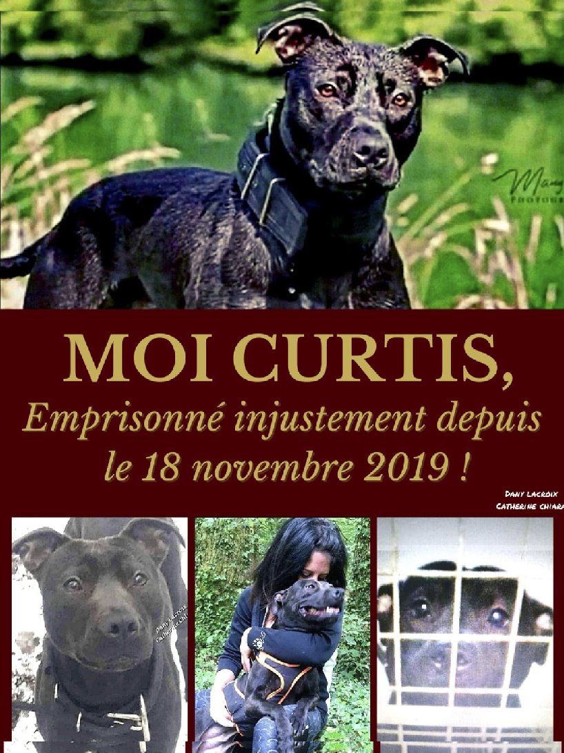 #Curtis #AffaireCurtis