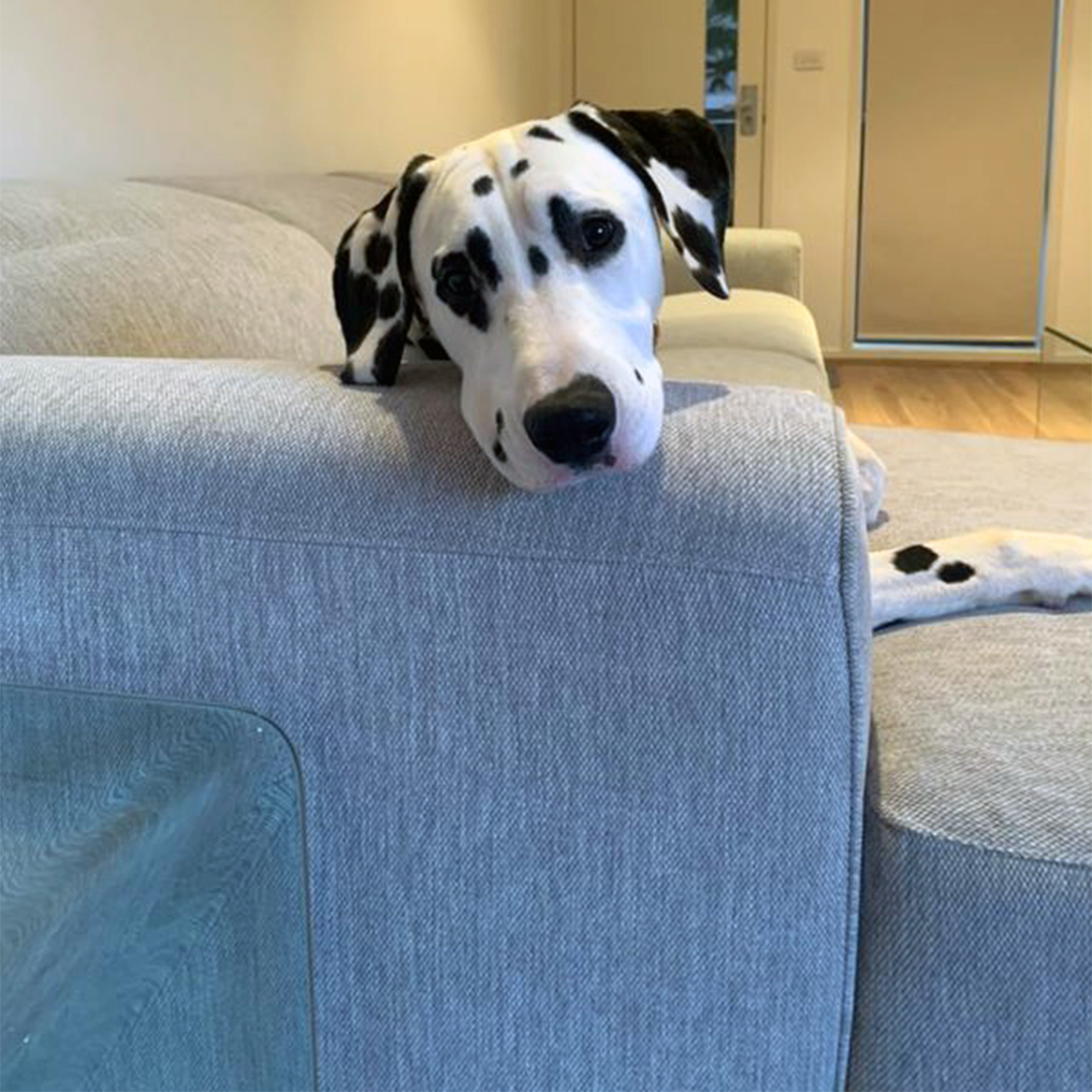 plush_sofas's tweet photo. This new Plush sofa has puppy’s tick of approval! 🐶 Thanks for sharing @sophiahalloway__ #myplushstyle
​
​#plushsofas #loveatfirstsit #madeforyou #dogs #pictureperfect #finditstyleit #homelove #interiordecorating #dreamcouch #realhomesofinstagram https://t.co/EaLJPA0y8C https://t.co/wFe5hc4jvd