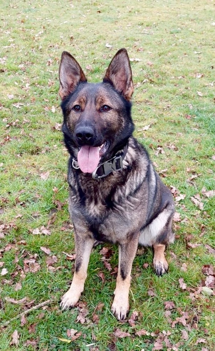 ChNWPoliceDogs's tweet photo. Overnight a male wanted for breach of bail made off from officers in Nantwich. An area search was conducted by PD Neiki and handler who located the male hiding behind a van in an underground car park.
Great work team!
#1InTheCells #PDNeiki https://t.co/4KFlkeNurZ