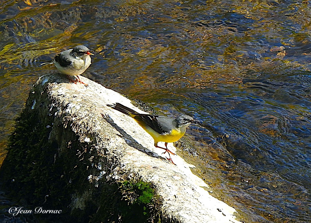 JeanDornac's tweet photo. Avant que la bergeronnette ne s’envole sous l’oeil de mon appareil photo, ils étaient deux a faire causette au milieu du ruisseau, au sec sur leur pierre… #bergeronnette #envole #oeil #appareil #photo #causette #ruisseau. #pierre #stanco #Lannion #CôteArmor #Bretagne #France https://t.co/NzFpuaDAtP