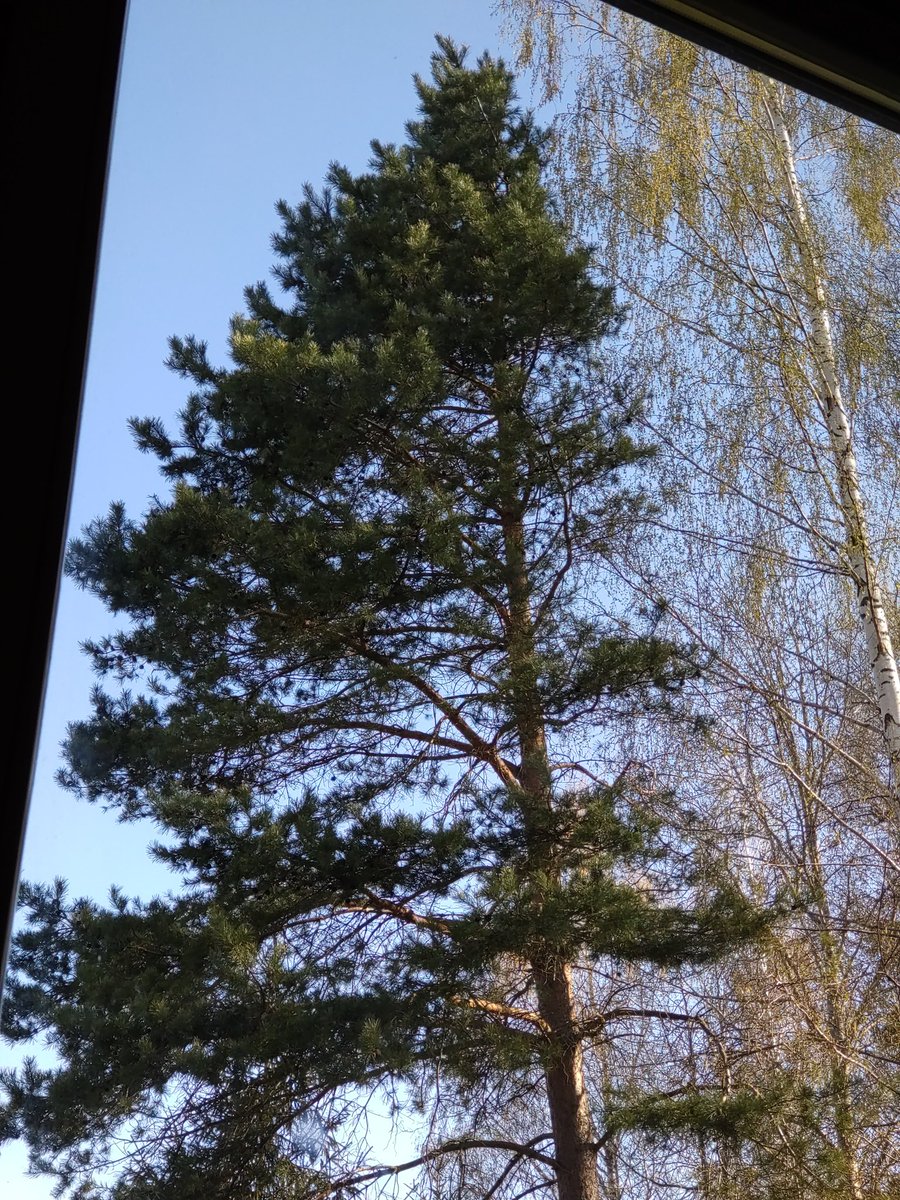Chromed's tweet photo. First thing you see when you wake up and look out the window. #liepaine #Latvia https://t.co/gFlQBt27CE