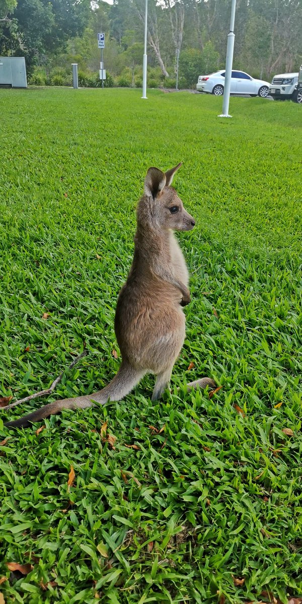 kodyjay1's tweet photo. @SheaSerrano I live on the coast of aus and literally my uni has too many kangaroos on campus they are taking over https://t.co/jIH5GFNUGG