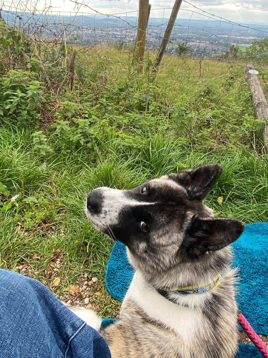 Karen Field tweet media