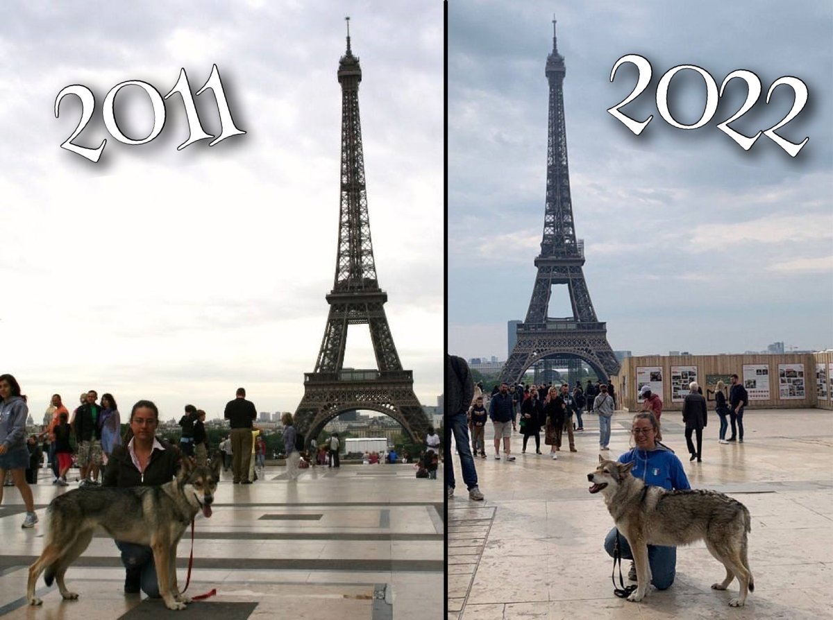 DiFossombrone's tweet photo. W.D.S. Parigi 2011 - E.D.S. Parigi 2022 

"Prima Lupa di Fossombrone", con Sara R. Dioguardi... 11 anni dopo.
.
#fosteam #saarloos #difossombrone #parigi #paris2022 https://t.co/AQ34AnEMqj