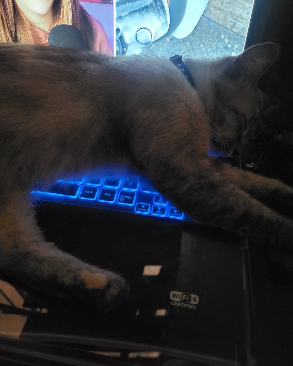 ChicoDaReaper's tweet photo. Somebody has claimed my laptop.. Not even my cat but now she lives here rent free 🤣🤣🤣🤣 https://t.co/NUe4a1nWwW