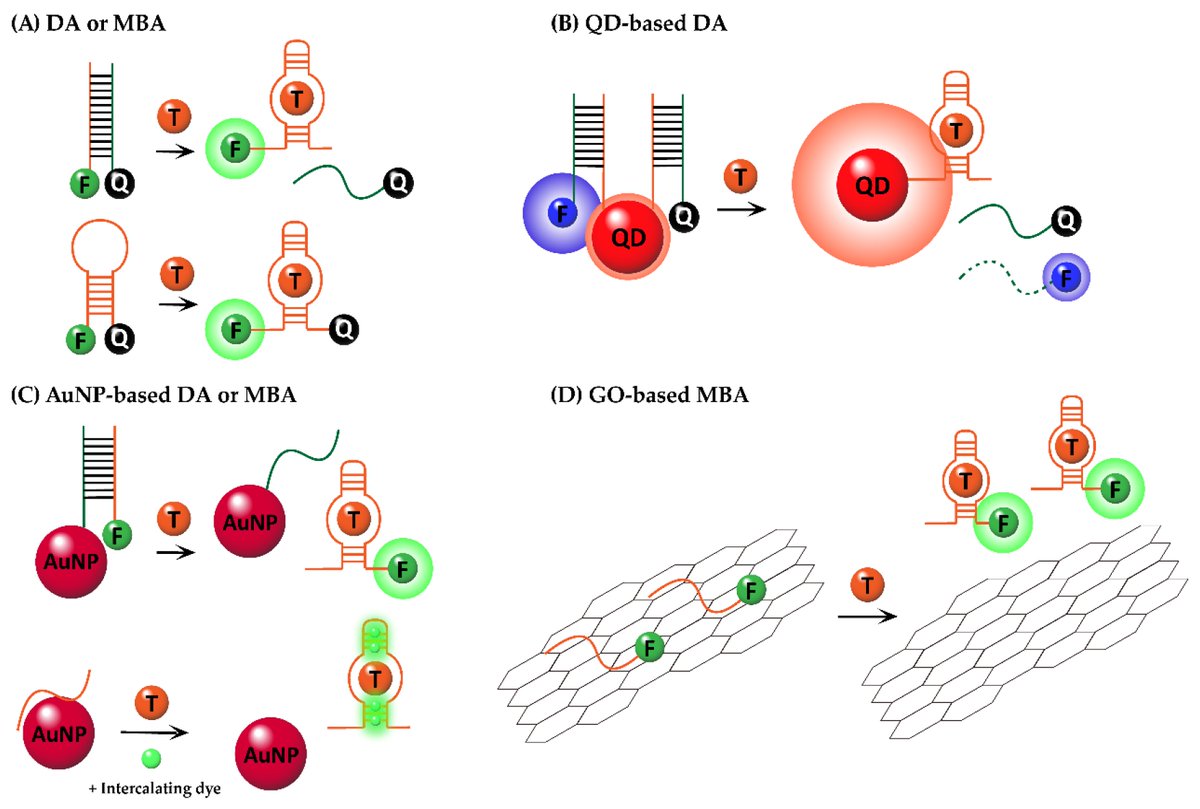 MohamedBoufarss's tweet image. New OA post: New OA post: New OA post: New OA post: New OA post: #Review
Fluorogenic Aptasensors with Small Molecules by Young-Pil Kim et al.
mdpi.com/2227-9040/9/3/…
@MDPIOpenAccess @i_hanyang
#openaccess #Fluorogenic #Aptasensors #molecules #DNA #RNA #…