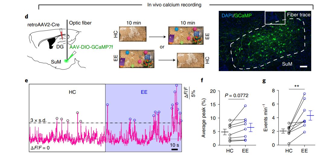 YanniRwd's tweet photo. Another newly published paper🥳🧠🚀.Thanks for Song lab from the University of North Carolina at Chapel Hill. Welcome to chat us the RWD Fiber Photometry system.
We also provide Fiber, Patch cord, implantable cannula...
Email:yanni.yang@rwdstco.com https://t.co/P3BKtdtqkV