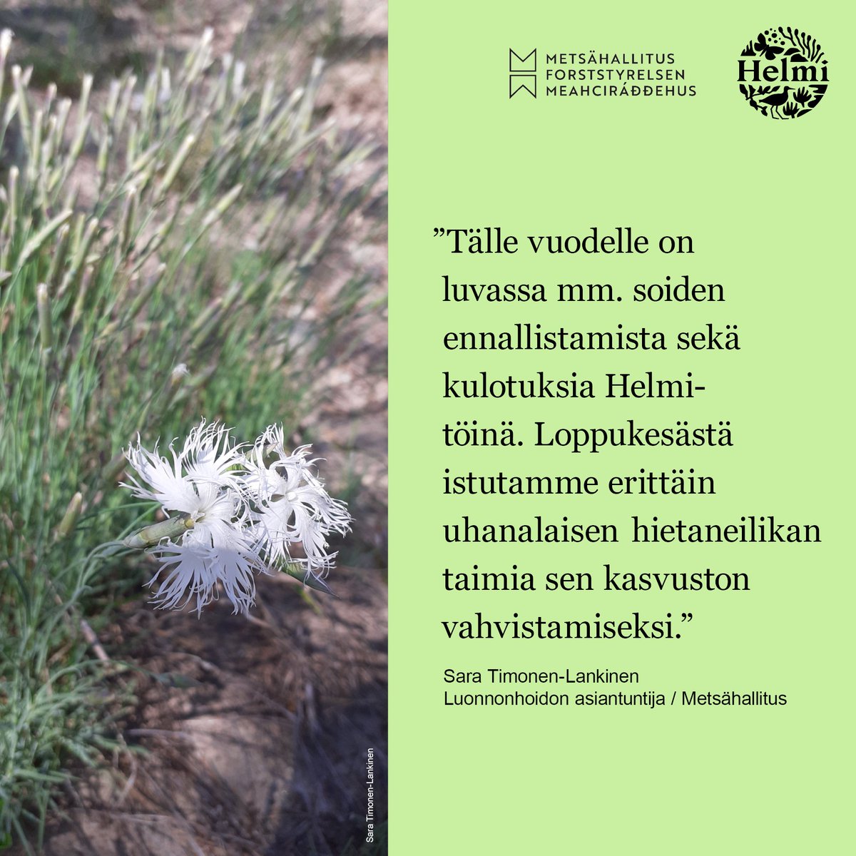 Metsahallitus's tweet photo. 🌿 Hyvää Helmin nimipäivää!
Olemme tiiviisti mukana toteuttamassa Helmi-elinympäristöohjelman asettamia tavoitteita, joita saavutetaan sekä suojelualueilla että monikäyttömetsissä. Jaa millä tavalla? Tsekkaa kortit 👇
#HelmiOhjelma #MaillaJaVesillä #Metsähallitus https://t.co/K1tUtsLe9n