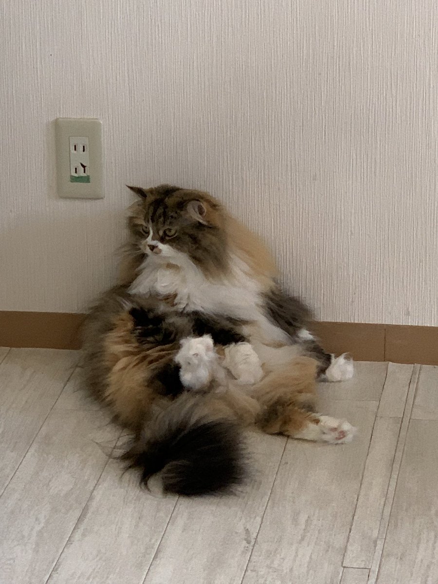 inari_neco's tweet photo. とてもリラックス過剰
#関西猫カフェめぐり
#猫カフェラグドール
#CATisGOD https://t.co/VvHjRJWU6k