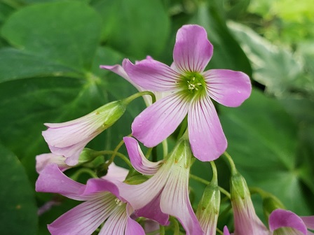 ﾑﾗｻｷｶﾀﾊﾞﾐ Twitter Search Twitter