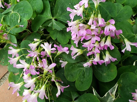 ﾑﾗｻｷｶﾀﾊﾞﾐ Twitter Search Twitter