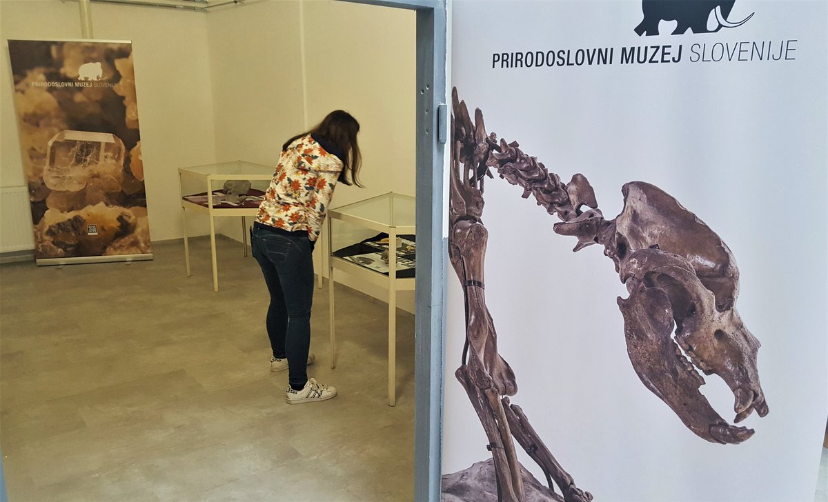 Obiščite TEMATSKI RAZSTAVI Prirodoslovnega muzeja Slovenije na 48. MINFOSu: 
Nova odkritja ledenodobnih sesalcev
ter
Megalodontidne školjke
Fotografija Matija Križnar