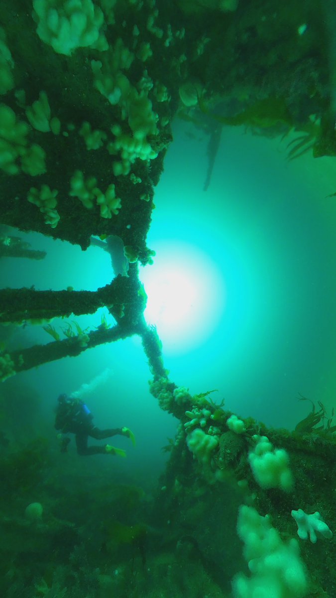 MarkWMilburn's tweet photo. Diving the Hera wreck, abandoned the camera to get a selfie. https://t.co/3b5FoJTp2L