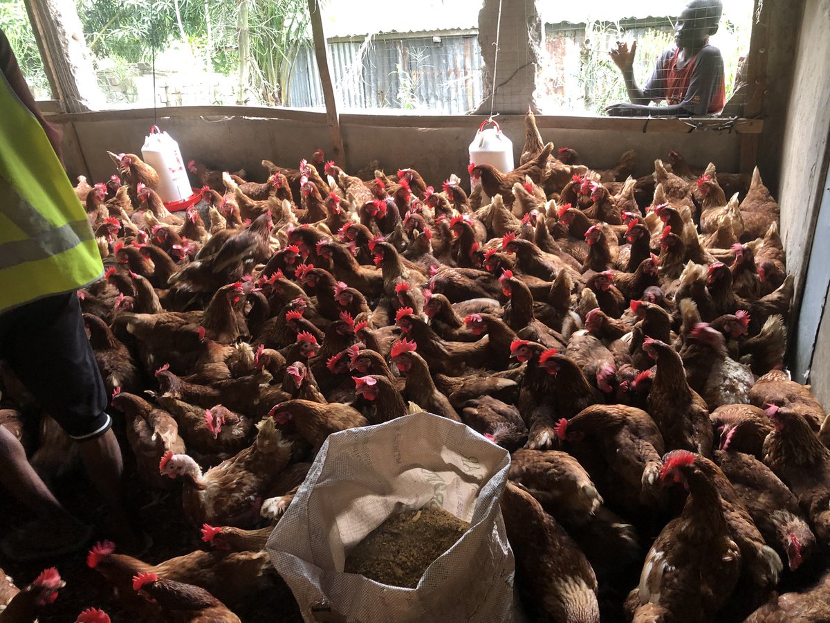 Elie Lomboto🇨🇩🐓 tweet media