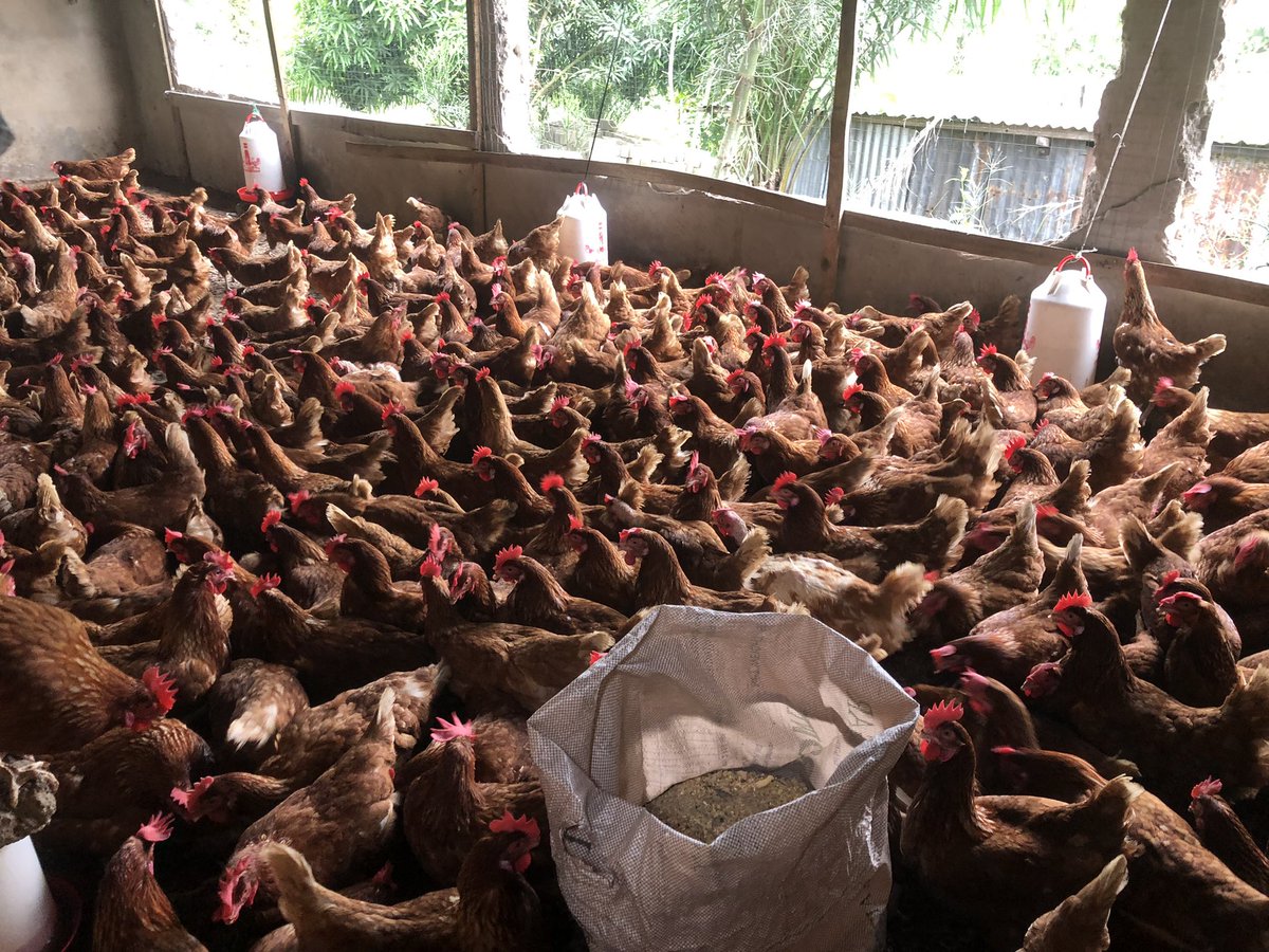 Elie Lomboto🇨🇩🐓 tweet media