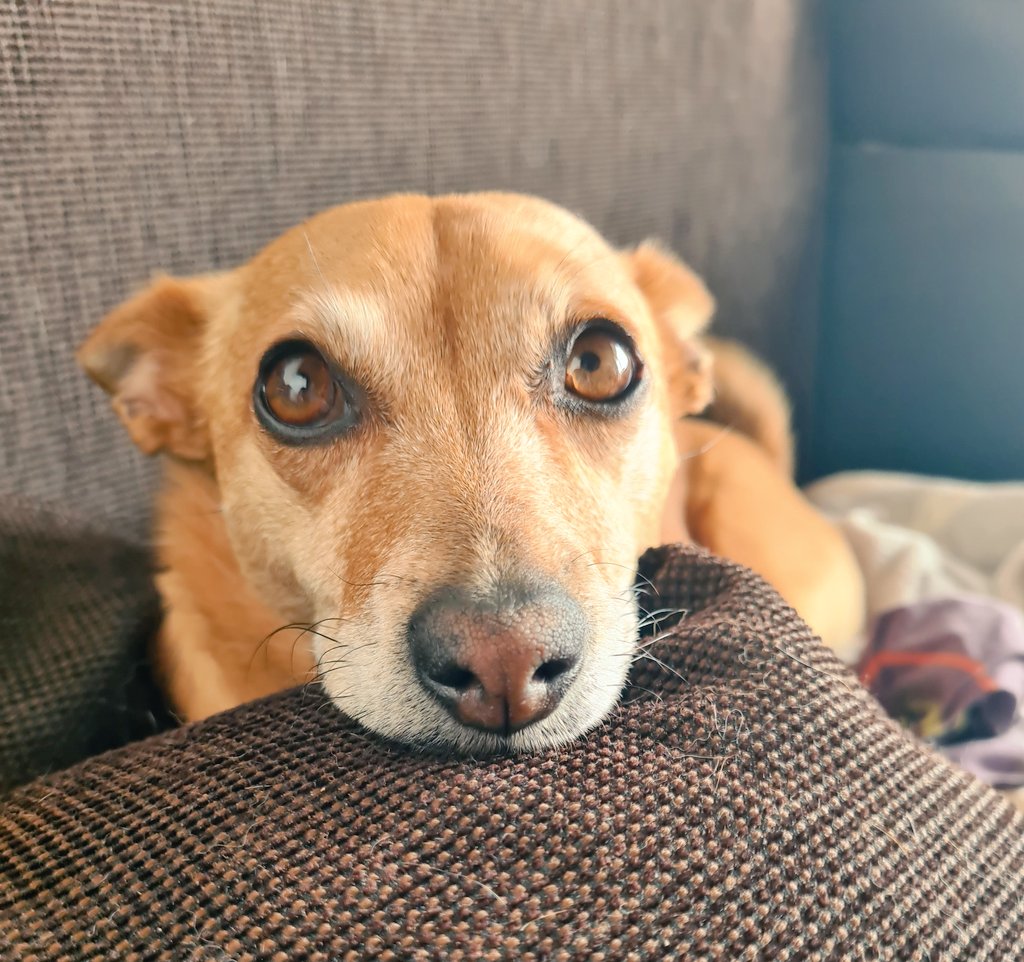 otakrout's tweet photo. Ce regard quand elle me regarde me préparer pour taffer 💔😭 https://t.co/qK4twqn650