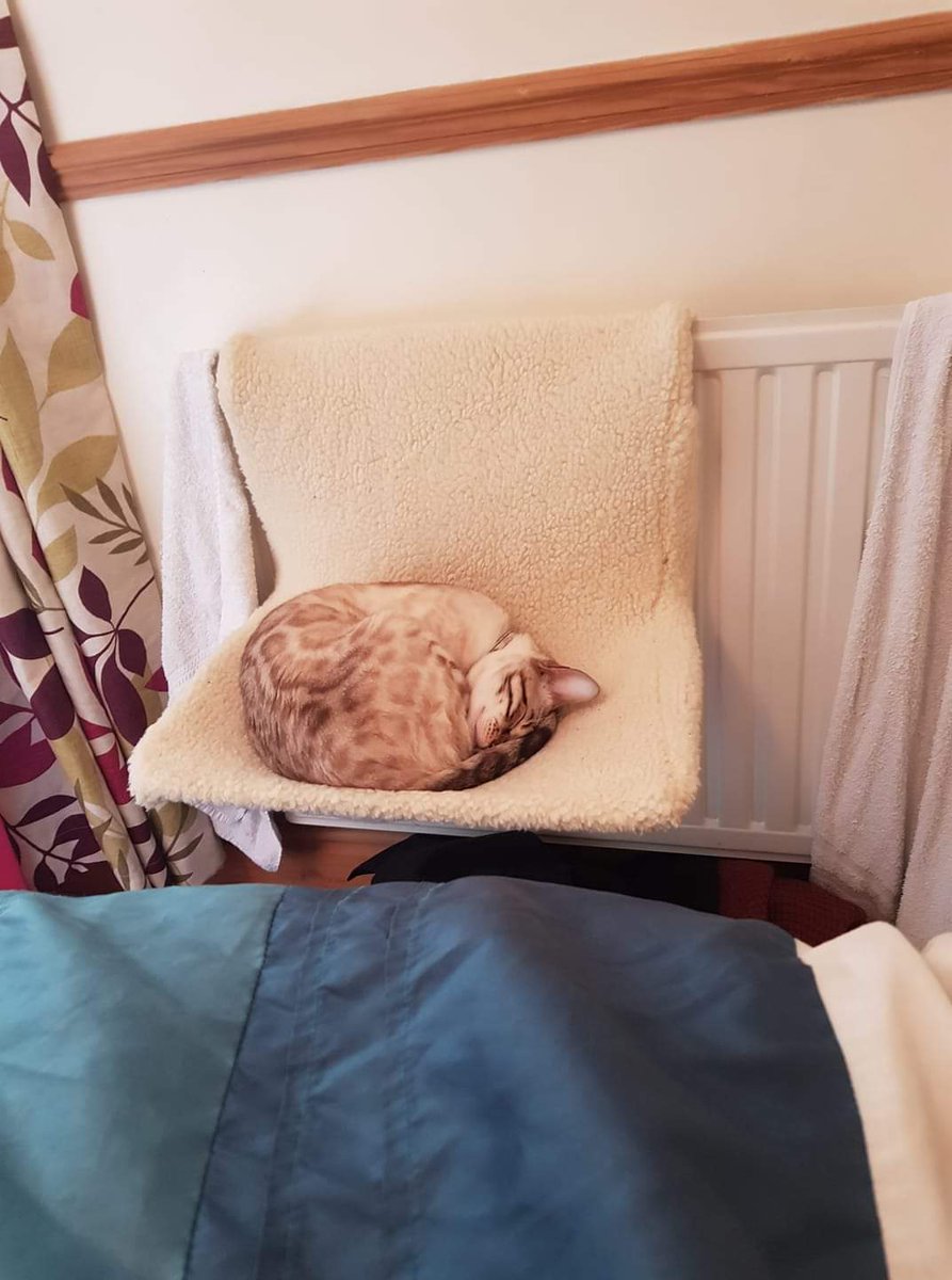 BlueEyedBengal's tweet photo. A nice chilled Saturday afternoon 
#catnap https://t.co/gWH2h1oRmS