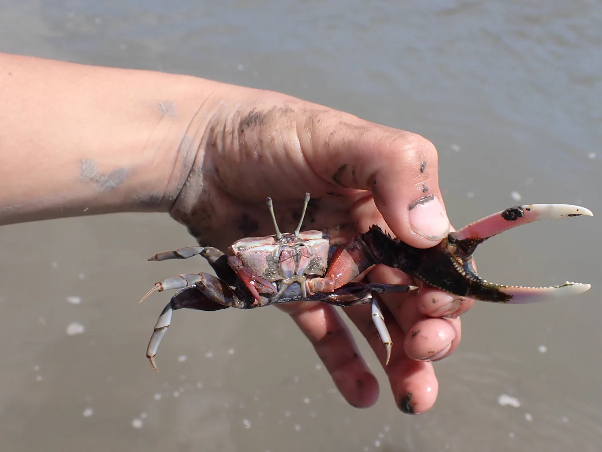 【役立つ】シオマネキに挟まれない安全で正しい持ち方