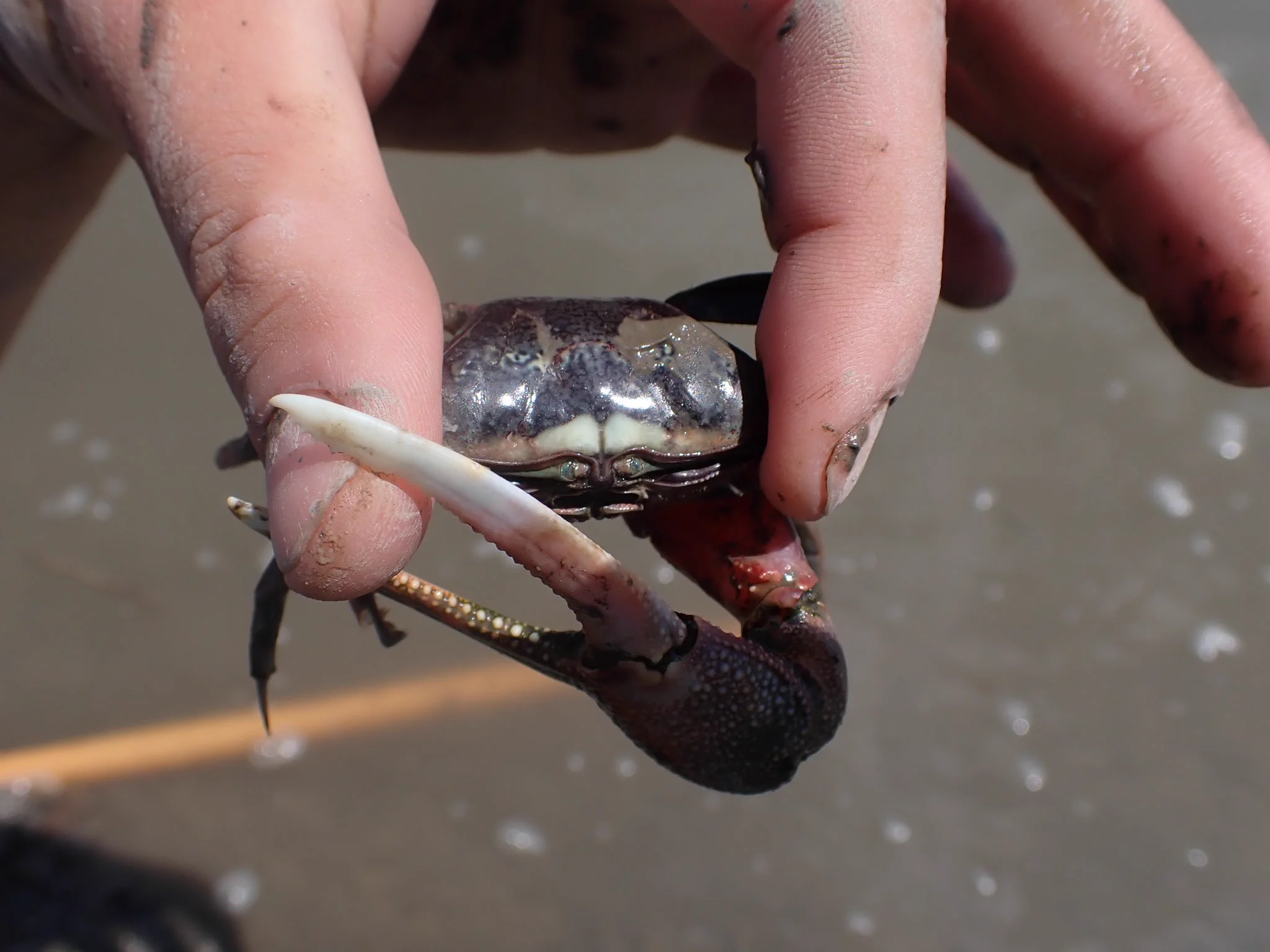 【役立つ】シオマネキに挟まれない安全で正しい持ち方
