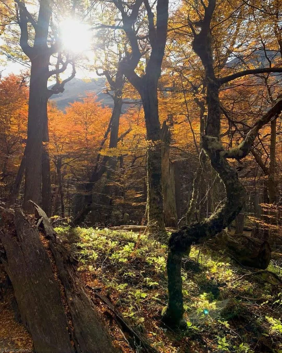 TurismoEnChile's tweet photo. En la Patagonia los paisajes cambian radicalmente en cada estación y el otoño es particularmente sorprendente.🙌🍁🍂
📷: @se_mpiterno (Instagram) / Parque Nacional Torres del Paine
#otoño #rutadelosparques #parquesnacionales #rewildingchile #amigosdelosparques https://t.co/LoYroQY5q5