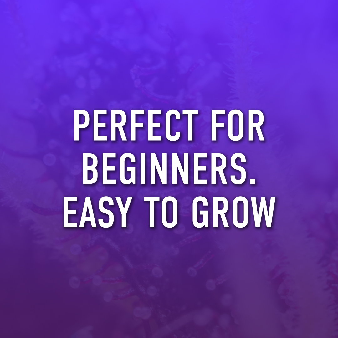 The_Vault_Seeds's tweet photo. How about the idea of having your favorite strain at home and always having a good top-quality stock?
Fast Buds Genetics presents Blueberry Auto!
🍬Sweeten Up Your Day With Berry Delicious Blueberry Buds.
https://t.co/lVZr6rOpHq
#blueberryauto #fastbuds #semillasdemarihuana https://t.co/vaCFE2aBw3