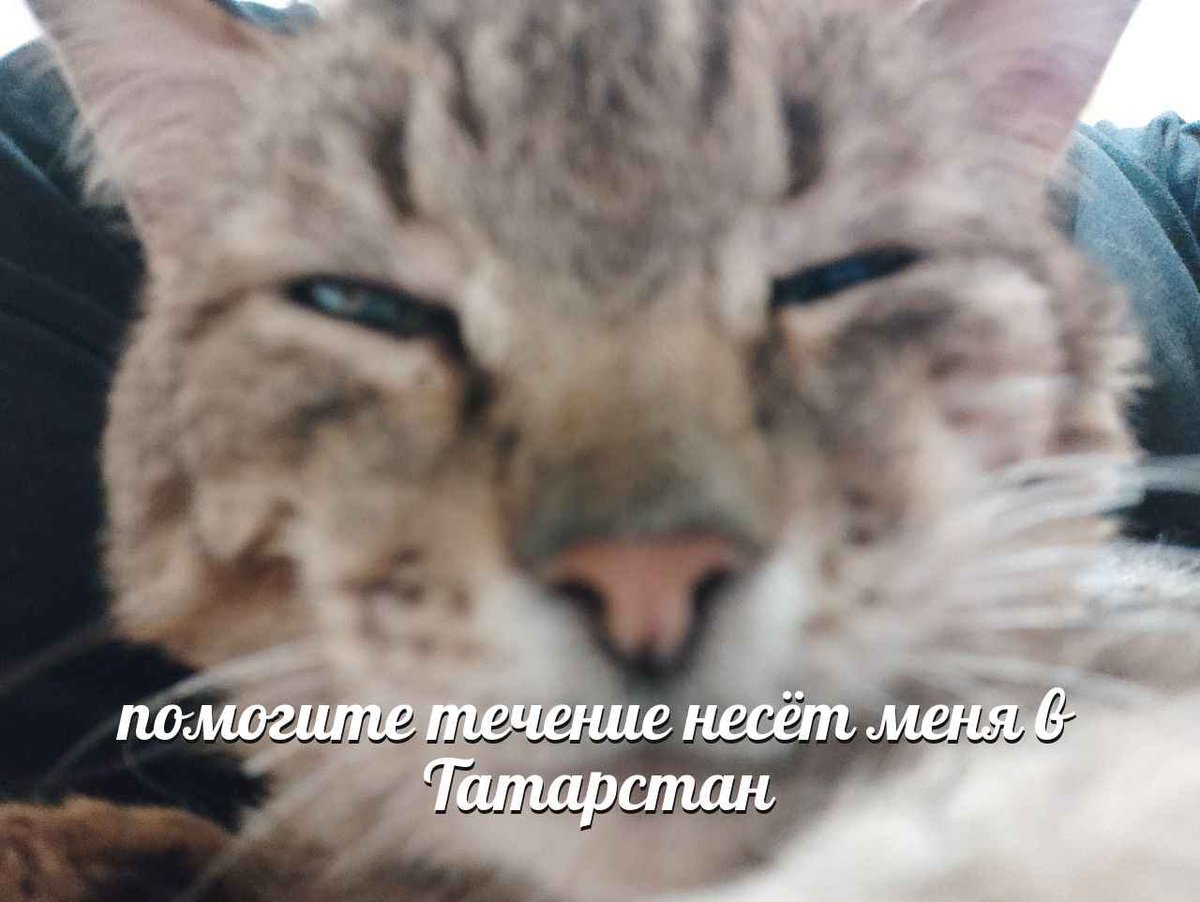 Татар теле тамырлары tweet media
