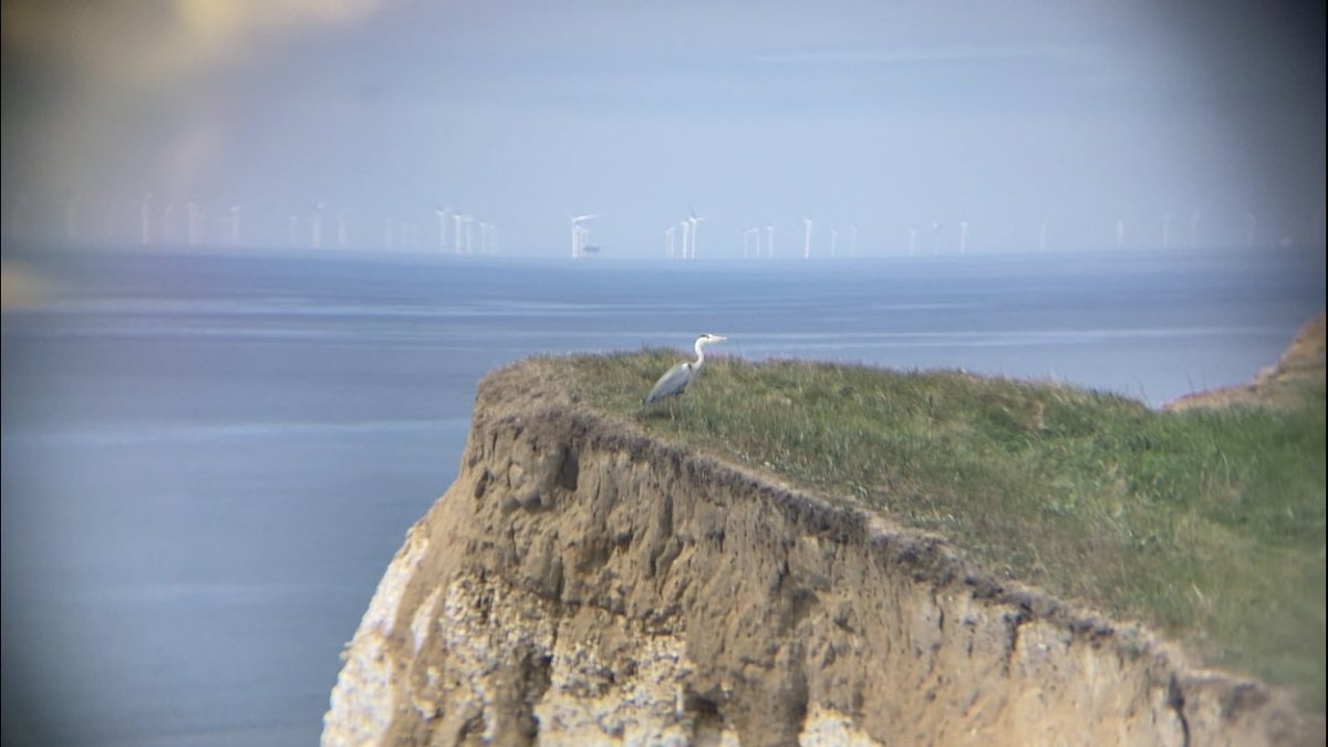 lesserspottedsp's tweet photo. Casual grey heron enjoying the sea breeze and battling some gulls this morning at Castle Hill NR, great view of rampion wind farm too! @SussexOrnitholo https://t.co/oDRwniotgb
