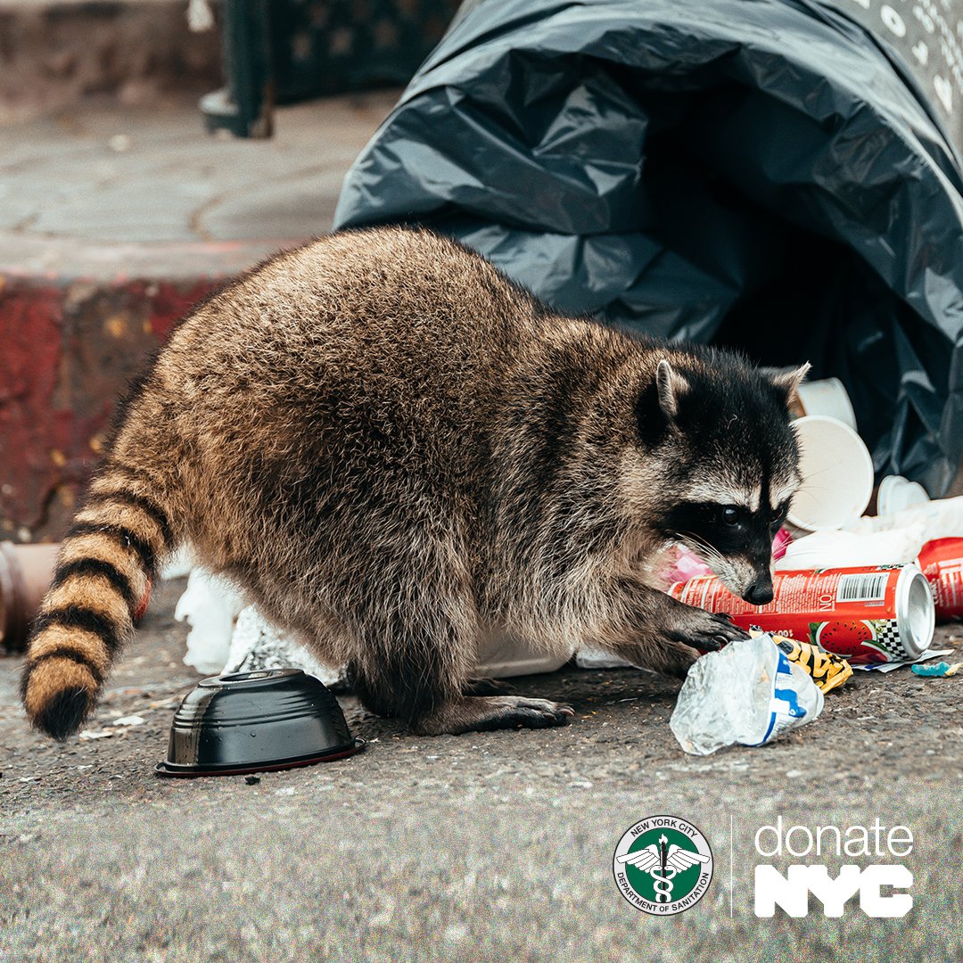 NYCzerowaste's tweet photo. We love racoons, just not in our trash. Avoid these “trash pandas” ripping open your bags by composting your food scraps!
Learn more about composting in NYC at https://t.co/4WnWsd2ipO https://t.co/n54lU3dmEk