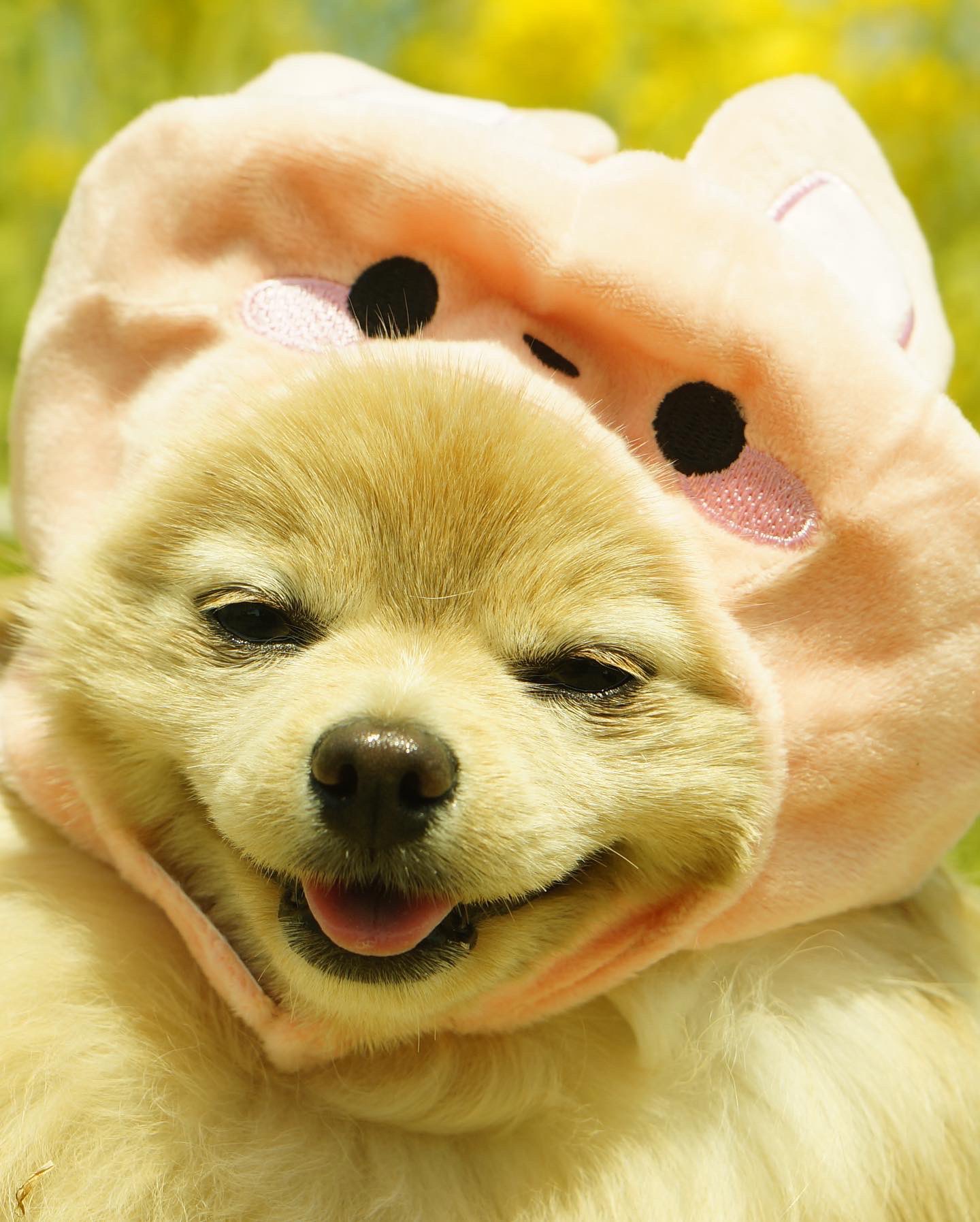 最高の笑顔 Twitter Search Twitter