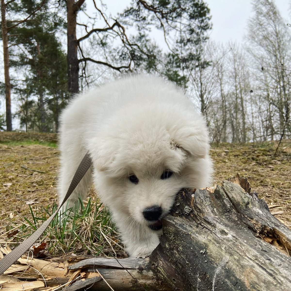 SamojediTiko's tweet photo. Exploring the woods 🌲🌱
#samoyedpuppy #samoyed #puppylife #koiranpentu #dogsoftwitter https://t.co/VcqHnAKw2q