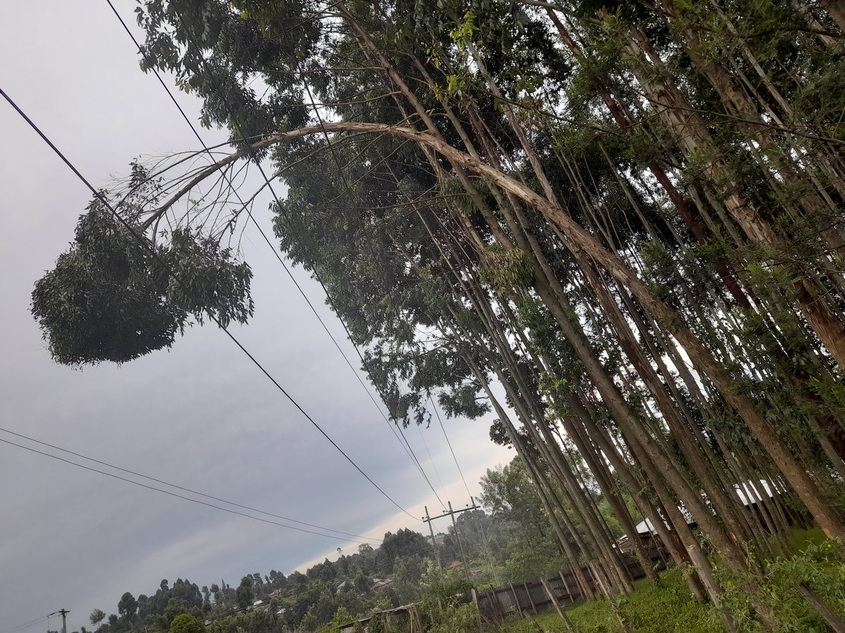 <a href="/KenyaPower_Care/">Kenya Power</a> <a href="/KenyaPower/">The Kenya Power & Lighting Company Plc.</a>
After series of complaints to Nyamira KPLC since Nov 2021 till date about this tree nothing has been done. A disaster in waiting . The same story that was aired by <a href="/EgesaFMKenya/">EgesaFM</a>. This is in bokondo village Near Nyaikuro in Manga ward, Nyamira county