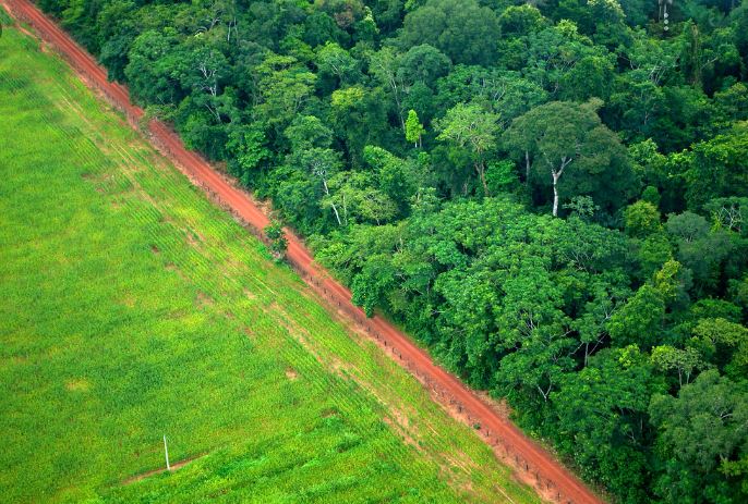alltrees4ever's tweet photo. Deforestation in Amazon rainforest going faster this year, twice the average over last 10 years. A road through the rainforest will be paved with a surge in forest clearing and fires. https://t.co/388mC0jDs6 https://t.co/F6dS5OBWs0 #trees #deforestation #rainforest #climatechange https://t.co/Jzjj84gxKI