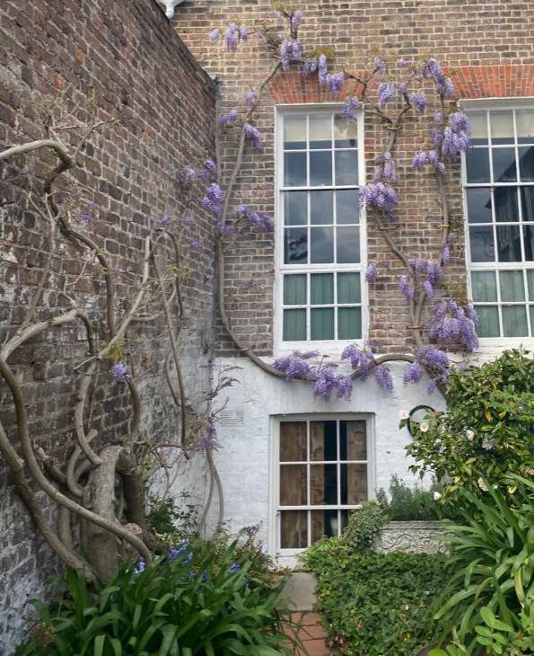 EmeryWalker_org's tweet photo. Oh don't mind us, we'll just be over here admiring the #wisteria in our #garden all weekend π
#NationalGardeningWeek #WisteriaHysteria #InBloom #Flowers #May #Spring #Gardens #HammersmithTerrace #RiversideGardens https://t.co/eetEo6wkq1