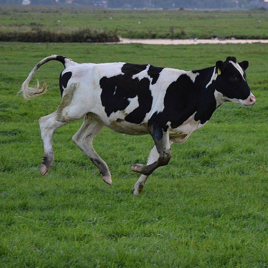 ORICoopOZ's tweet photo. Still haven't quite got your tickets to Innovating for Earth Regeneration yet? You'd better get a moooove on, the event is tomorrow from 5:30pm!

So run in now and get your ticket at https://t.co/ATeRBJQFAq

#MKW #organic #organicfood #organicfarming #melbourneknowledgeweek https://t.co/UWayrYvbrP