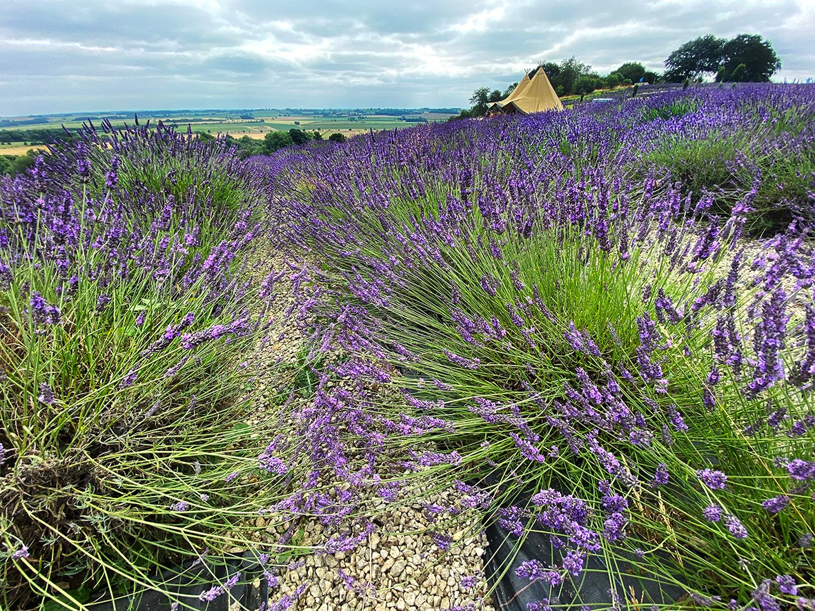 A Summer of creativity in North Yorkshire with artist Robert Dutton 
3 great art workshops for you at National Trust Nunnington hall and Yorkshire lavender await.
Limited places remaining!  Full details and how to book here&gt;
rdcreative.co.uk/creative-works…
